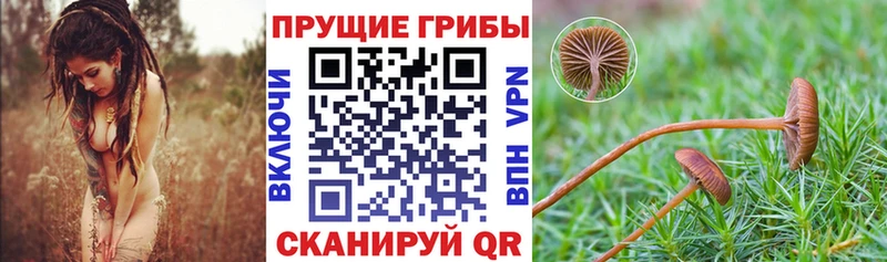 Псилоцибиновые грибы Psilocybine cubensis  Ковылкино 